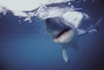 Great White Shark intensive contact 