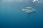 Great White Shark - a unique animal