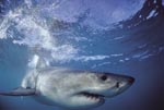 A perfect creation of nature: the Great White Shark