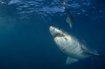 Great White Shark in front of the underwater bait