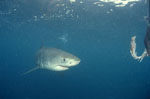 Baby great white shark reaches the fish bait