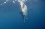 A white shark ascending to the ocean surface 