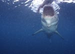 Great White shark immediate before the biting