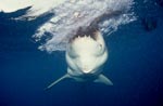 Snapping Great White Shark (Carcharodon carcharias)