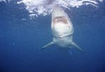 The largest predatory shark: the Great White Shark