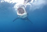 Throat of the Great White shark 