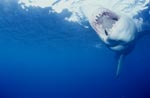 The mouth of the Great White Shark: a deadly weapon