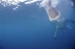 Wide open mouth of the Great White Shark