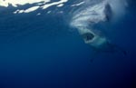 Great White Shark - a seal´s eye view 