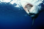 The teeth of the Great White Shark - precise and efficient 