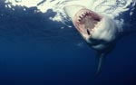 Great White Shark - Slashing jaws