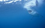 Great White Shark - a seal´s eye view 