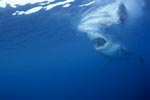 Great White Shark - a seal´s eye view