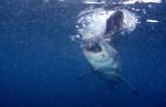 Great White shark tearing pieces off the bait