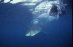Baby Great White Shark on fish bait