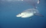 Great White Shark: Mysterious Predator with bad reputations