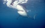 Great whites are the largest predatory fish on Earth