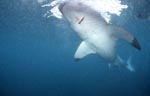 Great White shark underside