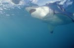 Great White Shark at an angle from below