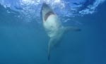 Great White Shark ascending to the ocean surface