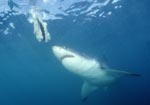 Great White shark looking at the bait 