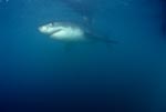 Legendary Great White Shark