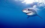 Mysterious sea creatures great white shark