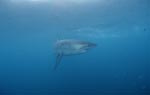 Mysterious Predator Great White Shark
