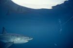 Weißer Hai spiegelt sich unter der Meeresoberflaeche