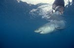 White shark beneath the fish bait