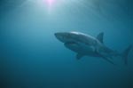 Great White shark (Carcharodon carcharias)