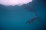 Baby Great White Shark near Dyer Island