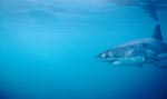 Junger Weißer Hai nahe Dyer Island