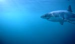 Weißer Hai unterwegs vor Dyer Island