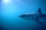 Great white: Great Gill slits and long pectoral fins