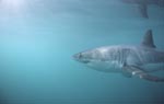 Great white shark with large Gill slits and long pectoral fins