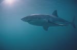 The Great White Shark is an apex predator
