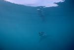 Baby great white shark in the infinity of the ocean