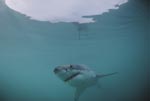 The hunted hunter: the Great White Shark