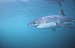 Great White Shark - one of the sea’s most impressive predators
