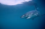 The Great White Shark is an important regulator of the seals of Geyser Rock 