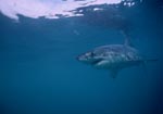 Great White Shark searching for prey directly beneath the water surface