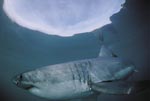 Great White Shark near the water surface
