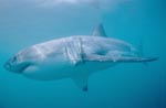 Great White Shark - a beautiful and facinating animal 