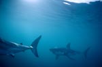 Great White Sharks on patrol 