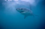 Beautiful, elegant, fascinating: The Great White Shark
