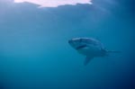 The Great White Shark (Carcharodon carcharias)