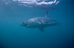In the world's oceans at home: The great white shark