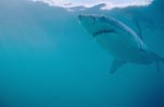 The Great White Shark is an apex predator