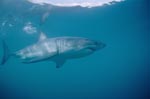 A large white shark is cruising offshore from Dyer Island